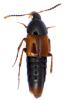 Bolitobius sp.
